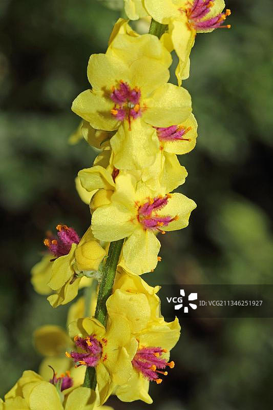 毛蕊花图片素材