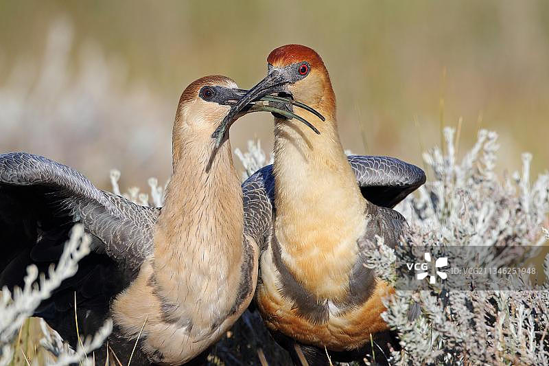 黑色火车朱鹭图片素材