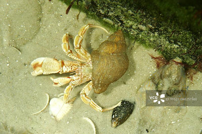 寄居蟹图片素材