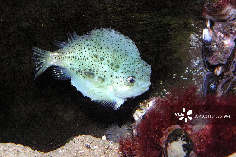 圆鳍鱼图片素材