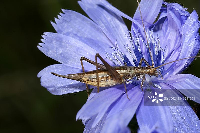 葡萄酒鸡图片素材