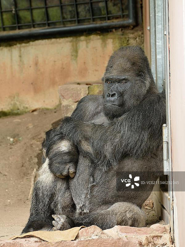 银背大猩猩图片素材