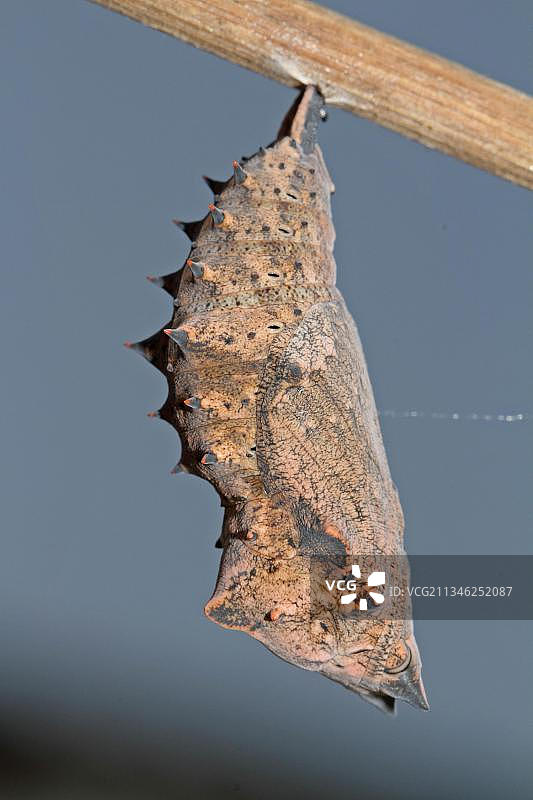 黑裙裳图片素材