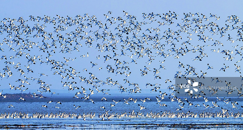 反嘴鹬群图片素材