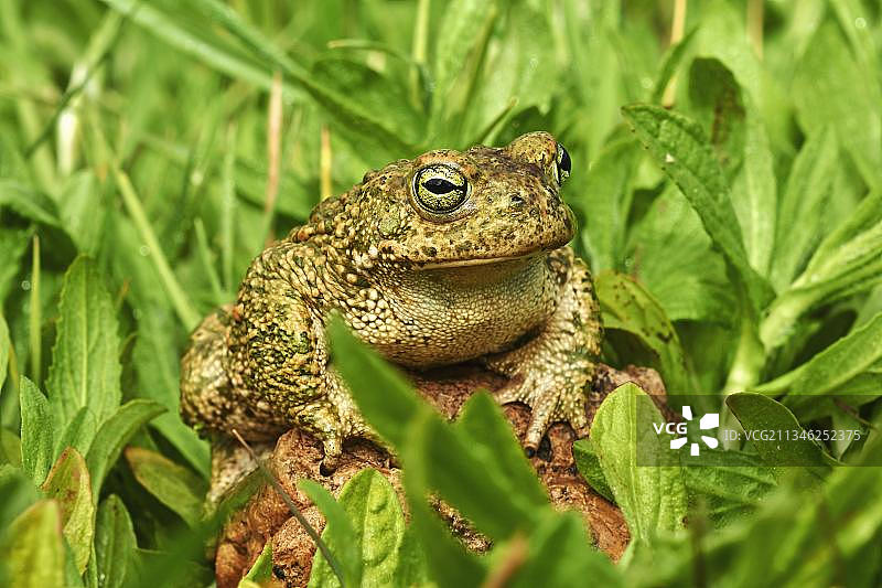 贝纳尔马德纳的纳atterjack蟾蜍图片素材