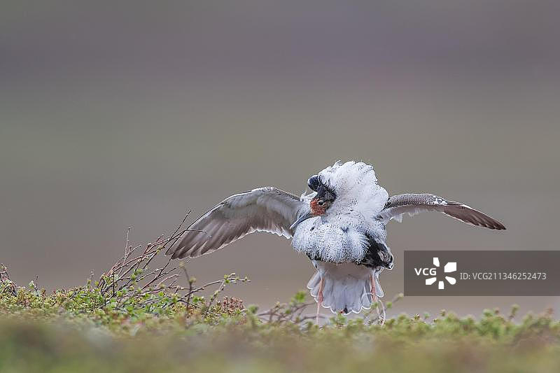 弯嘴滨鹬，挪威北部图片素材