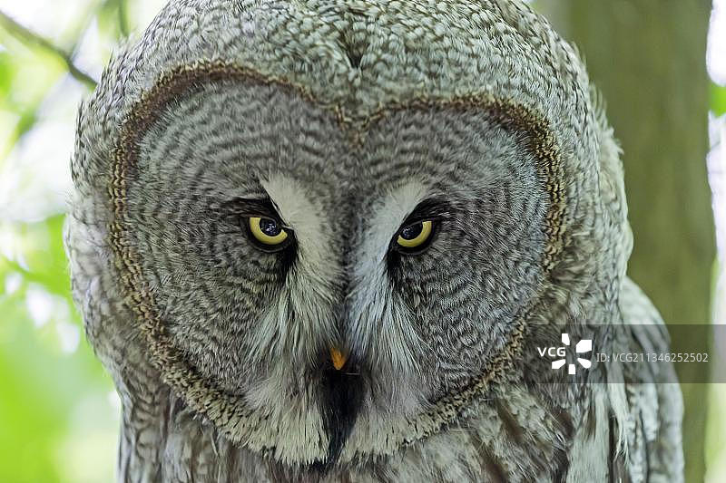 圈养状态下的雕鸮图片素材