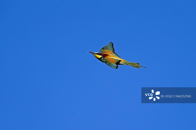 飞行中的蜂虎图片素材