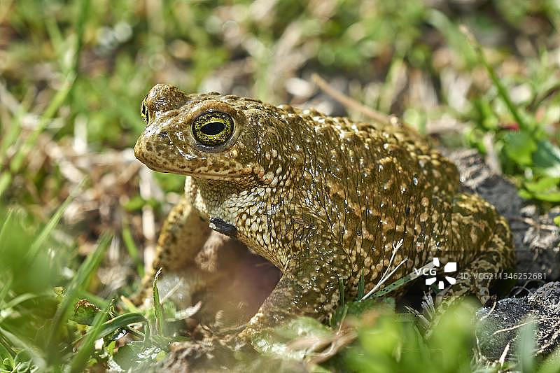 贝纳尔马德纳的纳atterjack蟾蜍图片素材