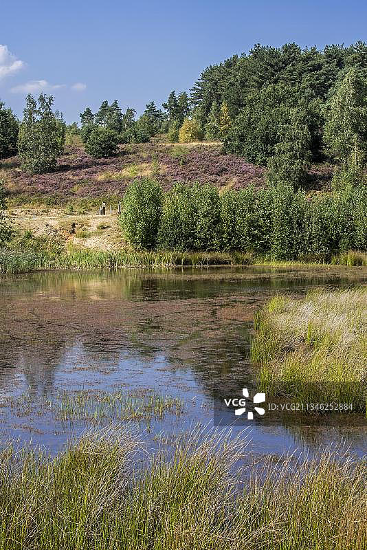 比利时林堡省霍格坎彭国家公园的池塘和石楠花图片素材