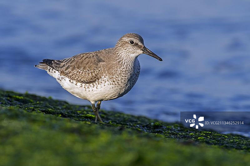 冬季羽毛的红腹滨鹬在北海海岸海藻丛生的防波堤上觅食图片素材