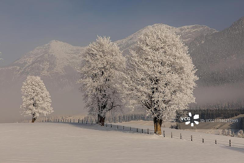 树木，奥地利萨尔茨堡州洛弗图片素材
