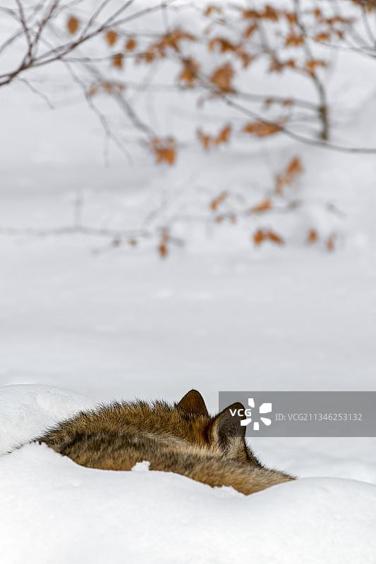 在冬天雪地里蜷缩睡觉的灰狼图片素材