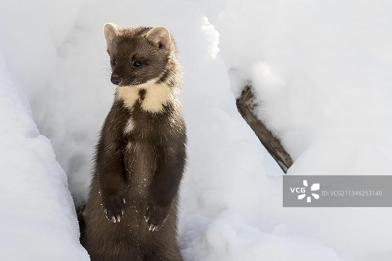 冬季雪地里欧洲松貂站立特写图片素材