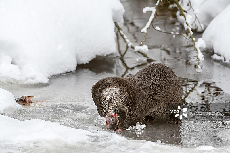 欧洲水獭(水獭)在冬天的雪中在河岸上吃捕捉到的鱼图片素材