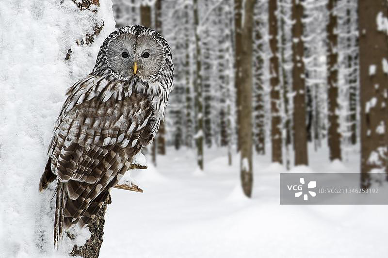 冬季雪地森林中栖息在树上的乌拉尔猫头鹰图片素材