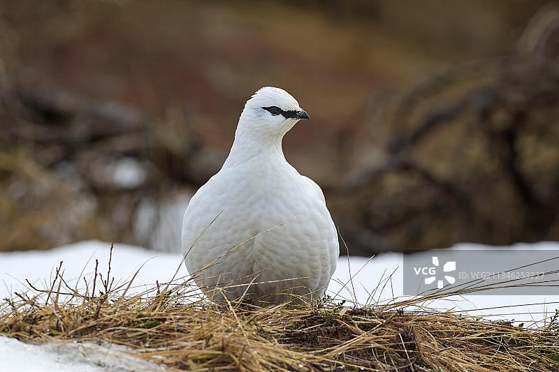 冬季羽毛中的雷鸟（雌性）图片素材