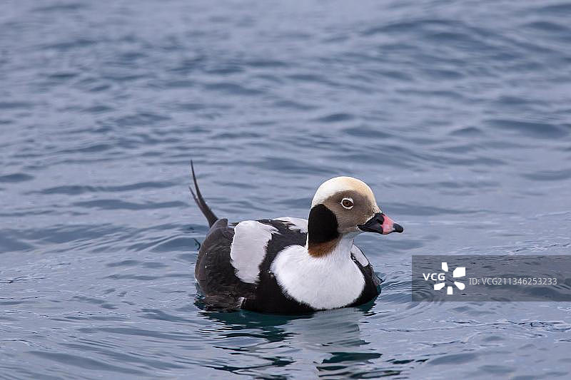 长尾鸭（雄性）冬季在海中游泳图片素材