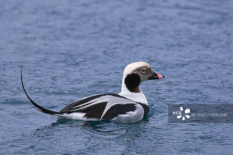 长尾鸭（雄性）冬季在海中游泳图片素材