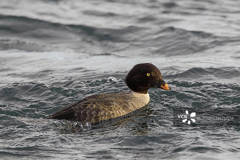 在冰岛海域游泳的鹊鸭（Bucephala islandica）图片素材