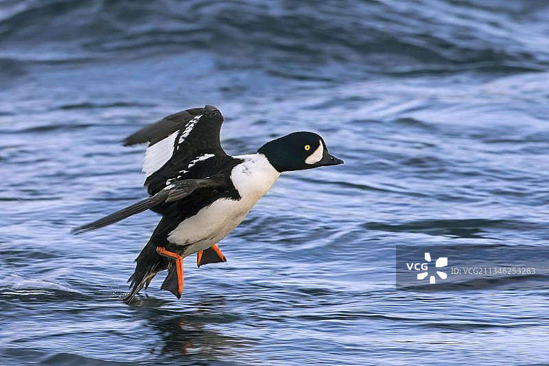 雄性斑头秋沙鸭在冰岛海面降落（欧洲）图片素材