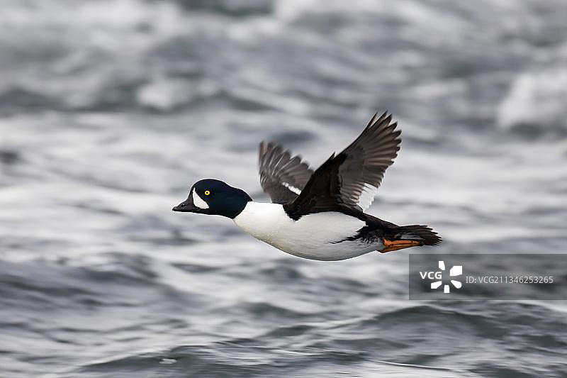 冰岛海面上飞行的雄性斑头金眼鸭图片素材