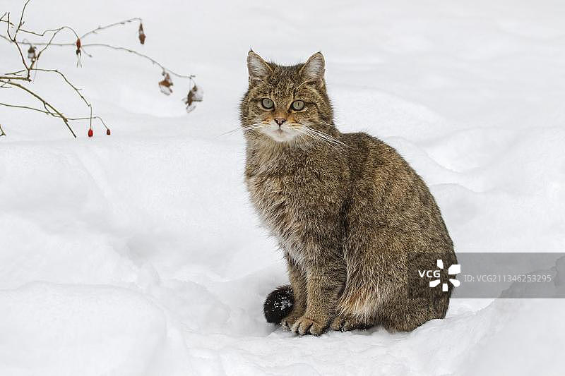 冬季雪地里的欧洲野猫图片素材