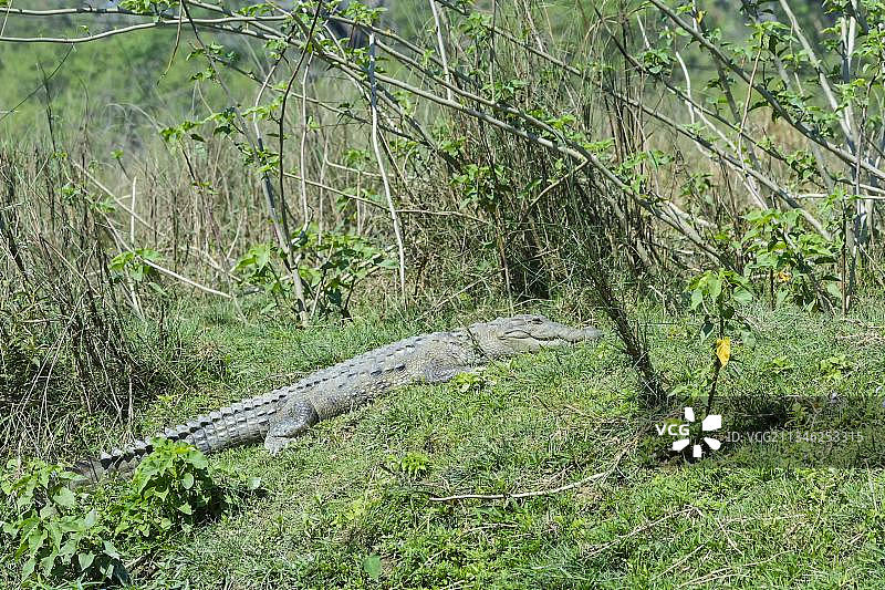 河岸边的印度沼泽鳄鱼，奇特旺国家公园，联合国教科文组织世界遗产，尼泊尔，亚洲图片素材