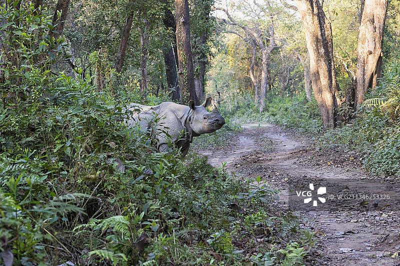 尼泊尔奇特旺国家公园的印度犀牛图片素材