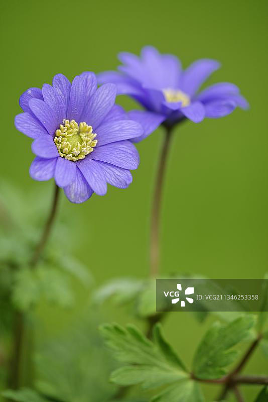 银莲花图片素材