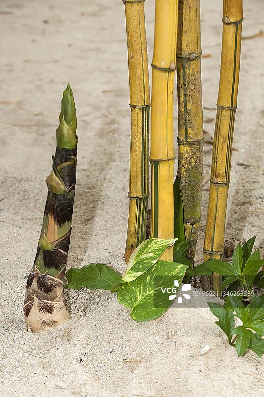 竹子、竹笋，越南，亚洲图片素材