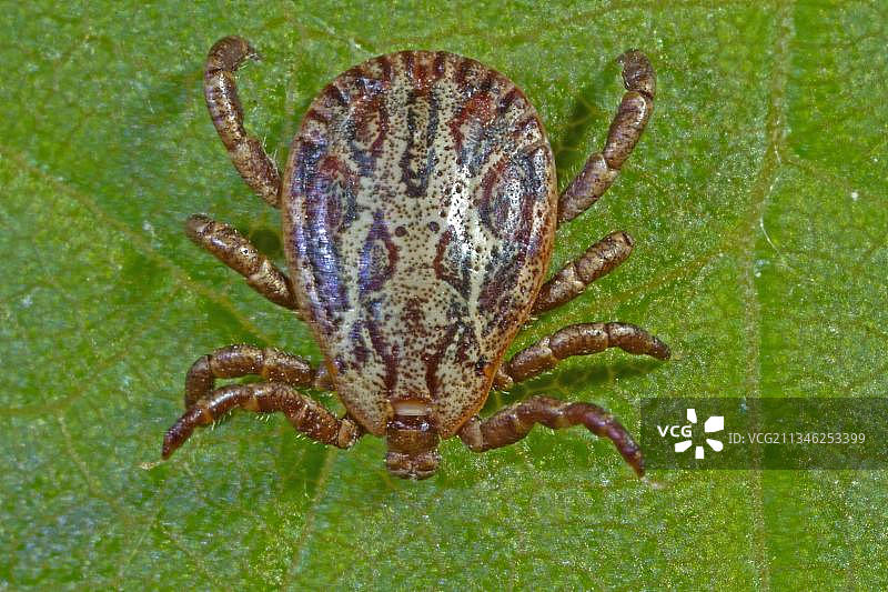 网纹革蜱（雄性）图片素材