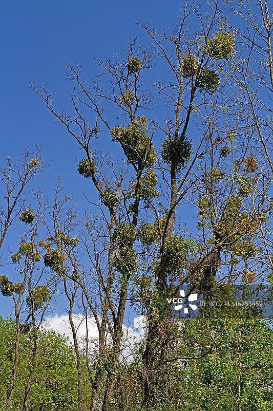 硬木槲寄生（白果槲寄生）图片素材
