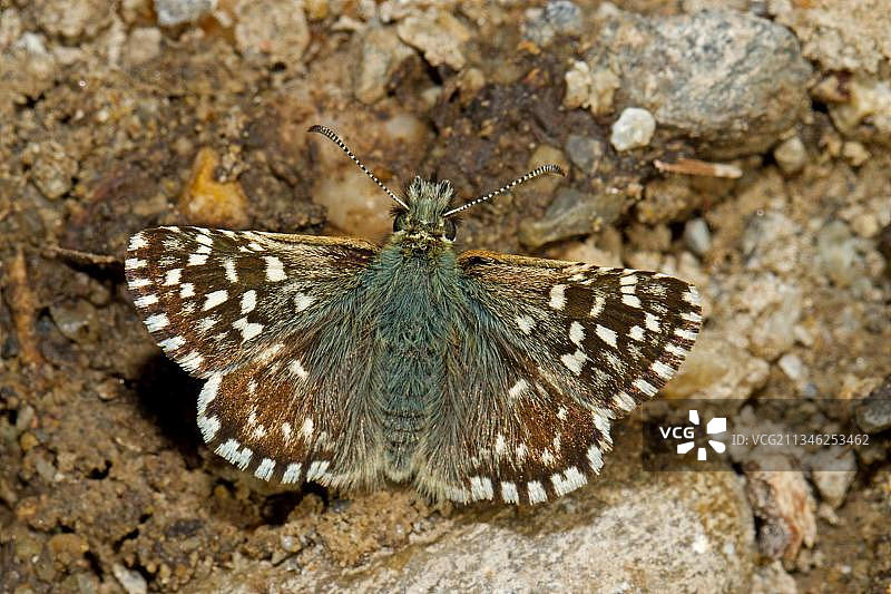 淡紫色贝母、小灰蝶，昆虫，蝴蝶，翅膀，棕色，斑点，白色图片素材