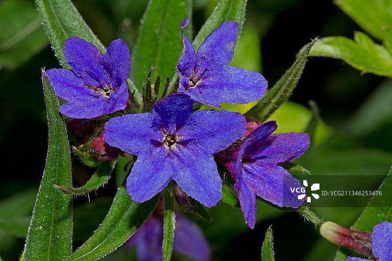 紫石籽、蓝红色石籽、蓝红色牛舌草、植物、野花（聚合草）图片素材