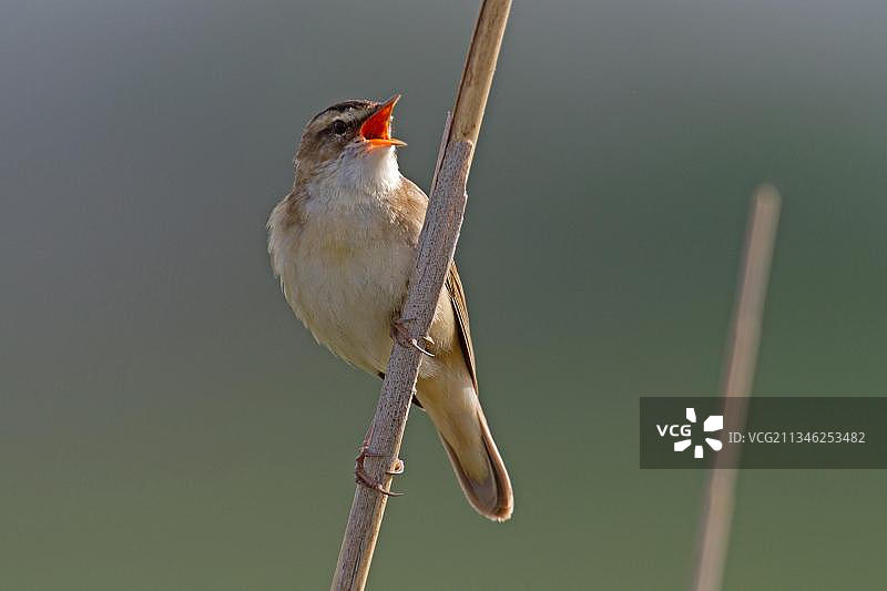 苇莺图片素材