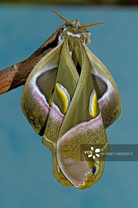 雄性樗蚕蛾图片素材