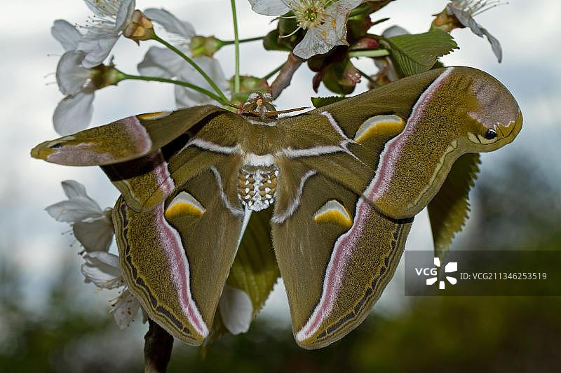 雄性樗蚕蛾图片素材