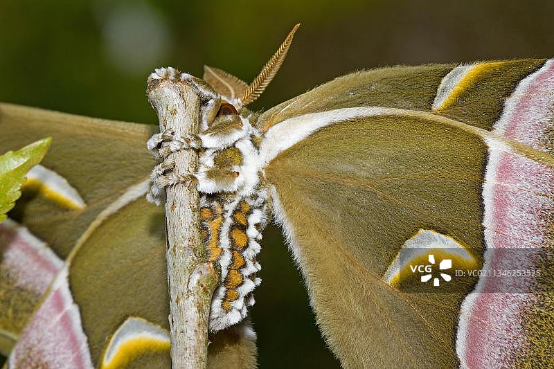 雄性樗蚕蛾图片素材