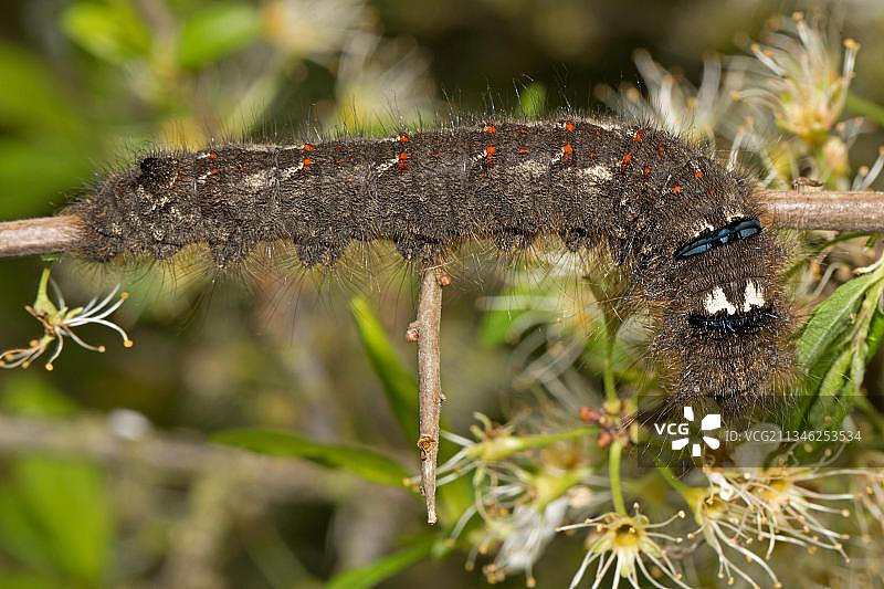 栎蚕蛾毛虫与黑刺李树图片素材