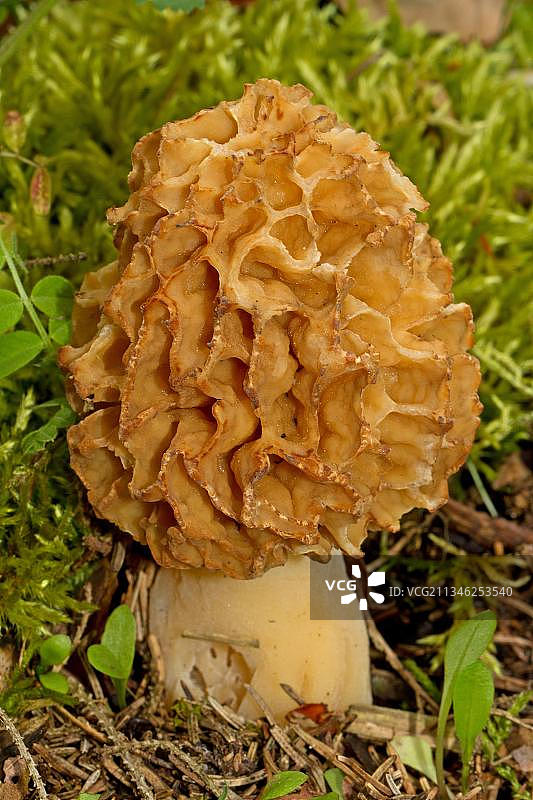 常见羊肚菌图片素材