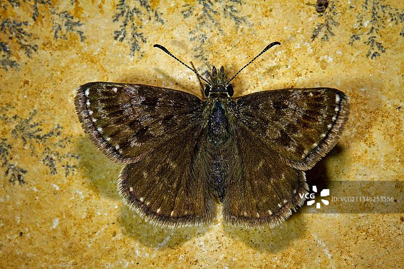 褐弄蝶图片素材