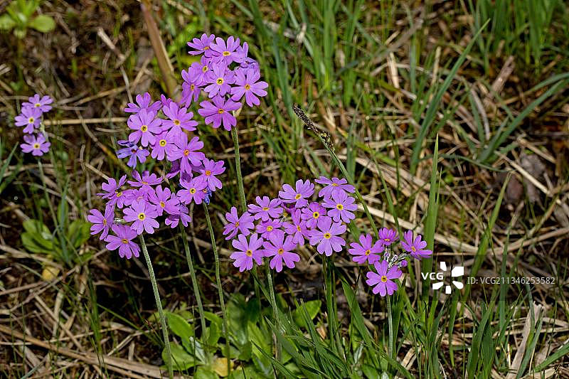 粉花报春图片素材