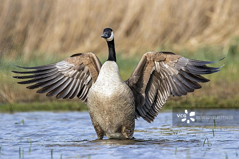 在池塘中拍打翅膀的加拿大鹅图片素材