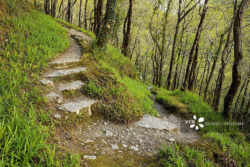 霍纳颈森林，位于英国德文郡埃克斯穆尔国家公园图片素材