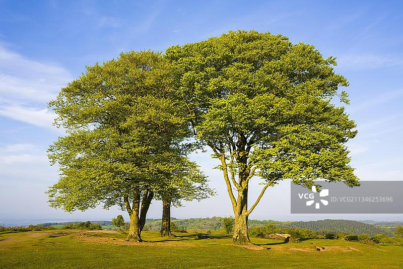 科瑟斯通山七姐妹岩：位于英国萨默塞特郡图片素材