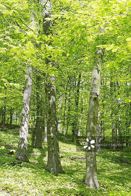 紫叶山毛榉，许尔泽贝格自然保护区，于尔斯，克雷费尔德，北莱茵-威斯特法伦州，许尔泽山，德国，欧洲图片素材