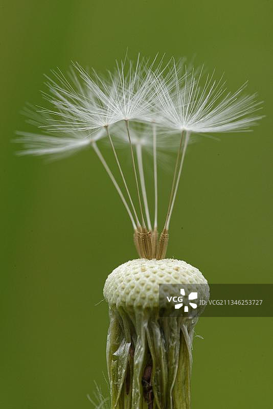 蒲公英，北莱茵-威斯特法伦，德国，欧洲图片素材