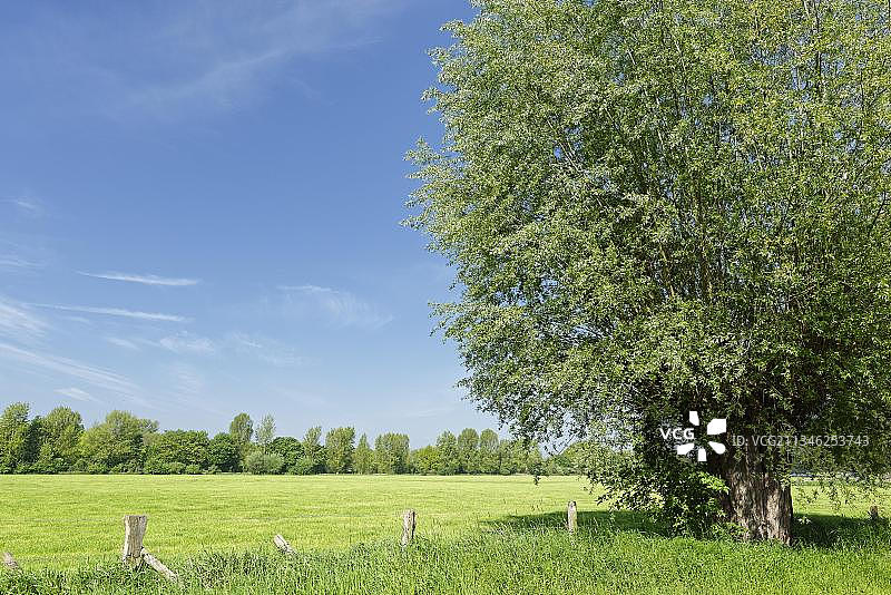 德国北莱茵-威斯特法伦州克雷费尔德的柳树和白柳图片素材
