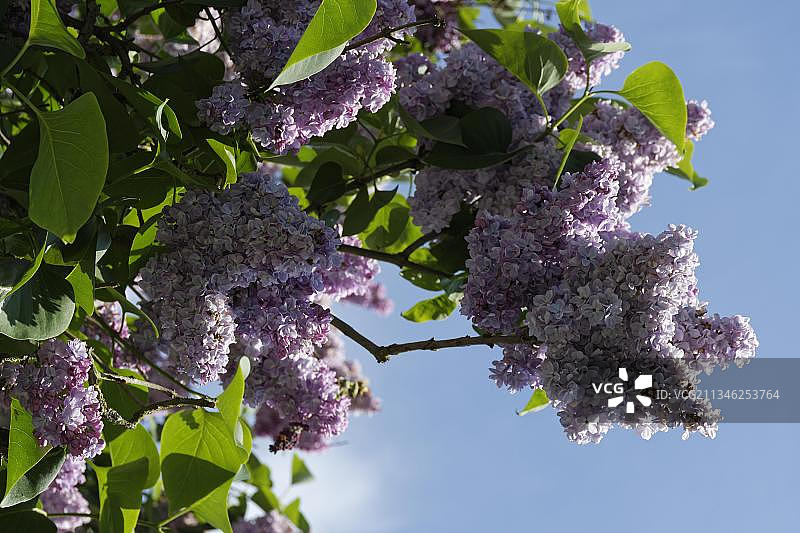丁香花，肯彭，北莱茵-威斯特法伦州，德国，欧洲图片素材
